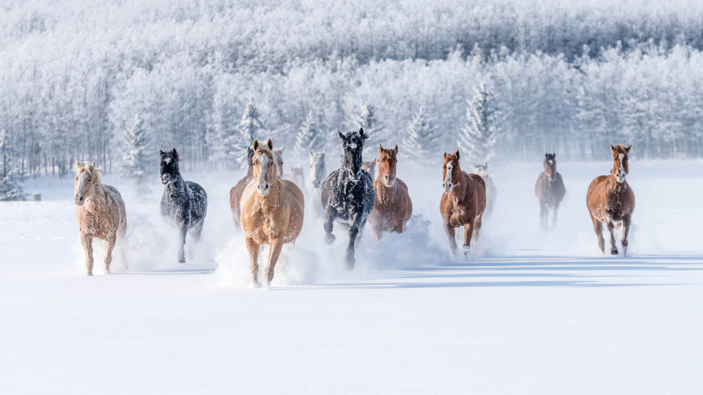 馬拉滑雪與加拿大復健協會(Back On Track Canada)以及官方獸醫機構Wise Equine合作，為滑雪長匹的訓練和體能調教提供指導，倡導使用防護裝備和防滑蹄鐵。